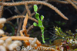A halimeda ghost pipefish taken with a nikon D200,60mm ma... by Robin Wilson 
